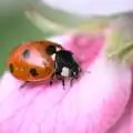 A ladybird pootles about, Bubbles and Macro Fun, Brome, Suffolk - 17th April 2011