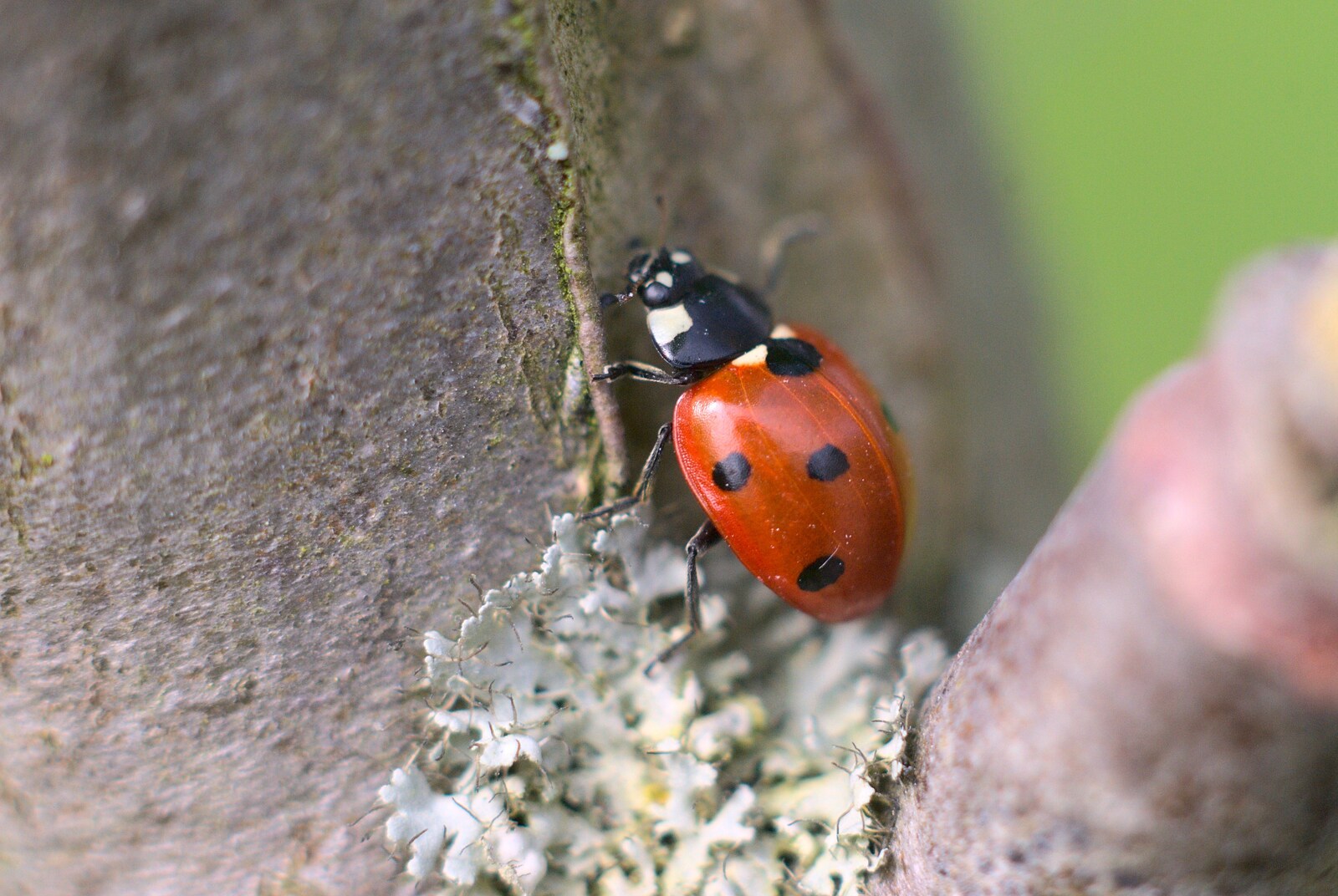 More spotty ladybird action from Bubbles and Macro Fun, Brome, Suffolk - 17th April 2011