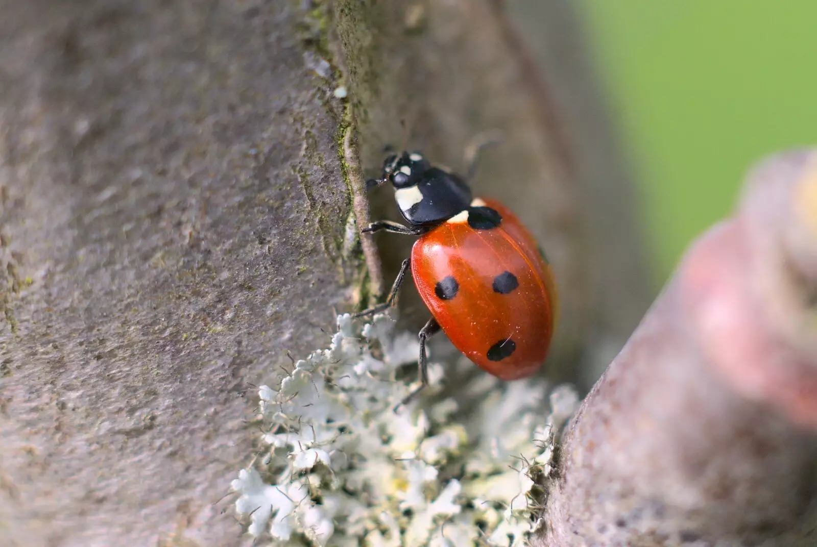 More spotty ladybird action, from Bubbles and Macro Fun, Brome, Suffolk - 17th April 2011