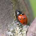 More spotty ladybird action, Bubbles and Macro Fun, Brome, Suffolk - 17th April 2011