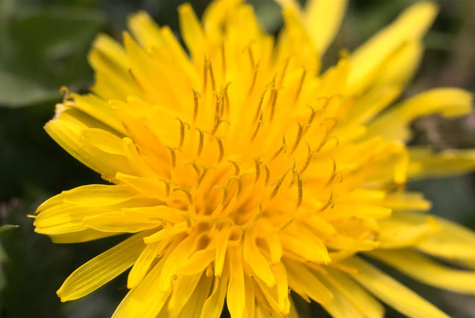 A small dandelion, from Bubbles and Macro Fun, Brome, Suffolk - 17th April 2011