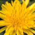 A small dandelion, Bubbles and Macro Fun, Brome, Suffolk - 17th April 2011