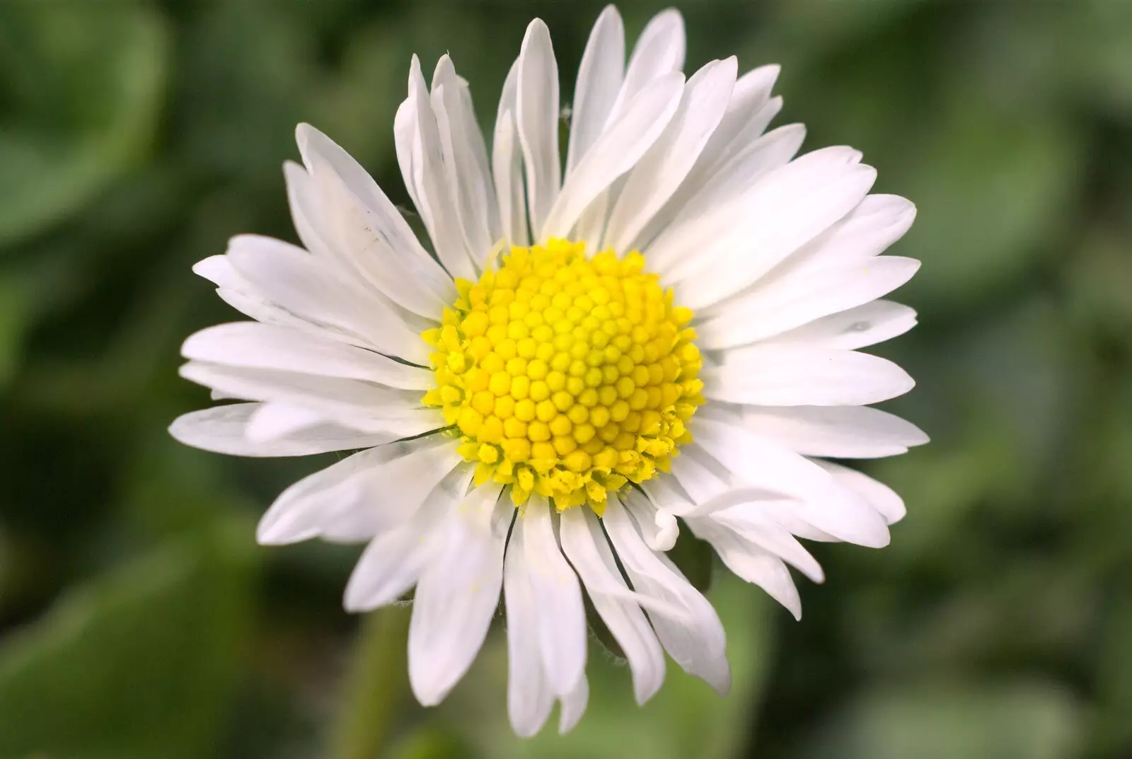 A daisy in the lawn, from Bubbles and Macro Fun, Brome, Suffolk - 17th April 2011