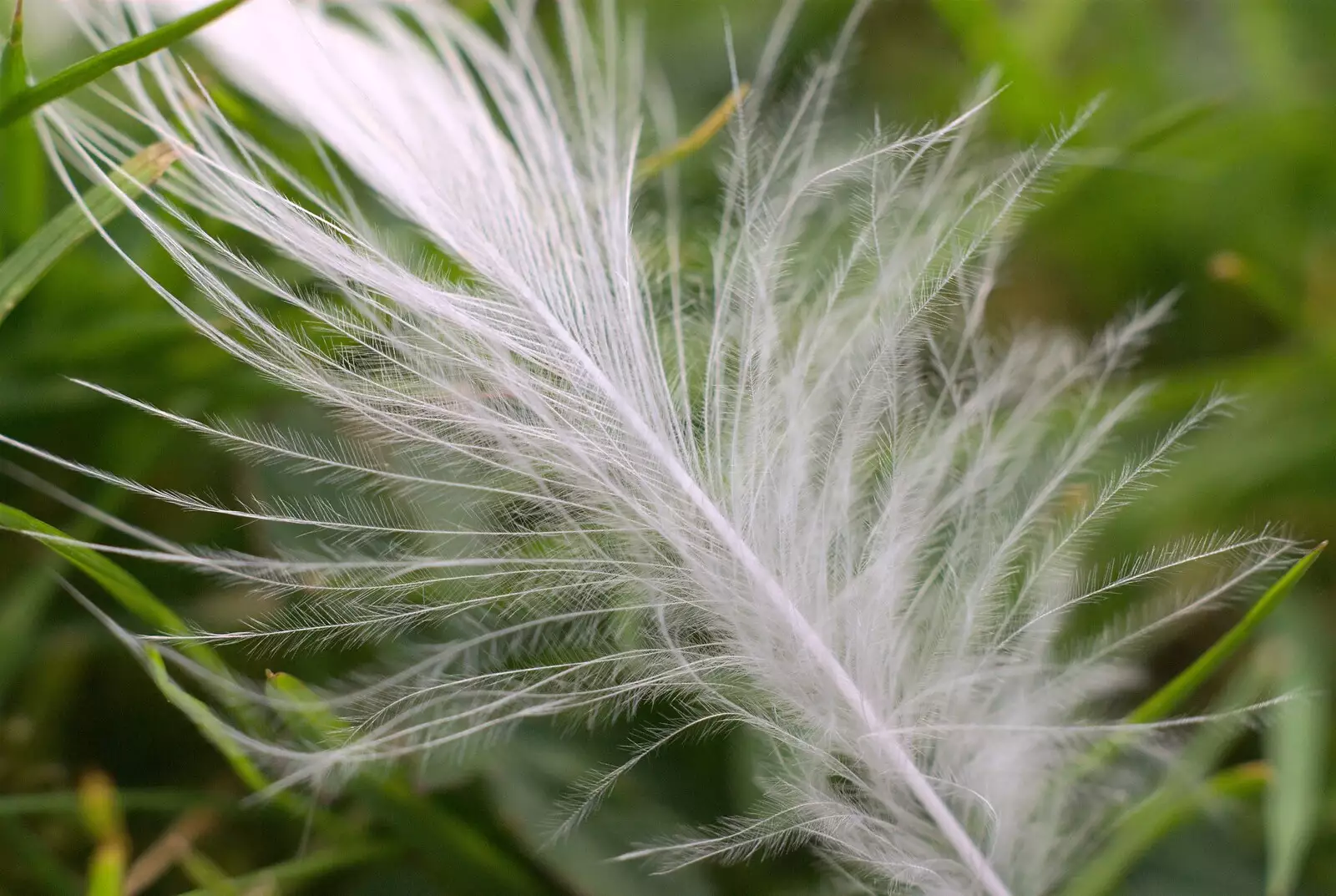 A small feather floats about, from Bubbles and Macro Fun, Brome, Suffolk - 17th April 2011