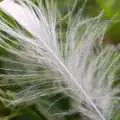 A small feather floats about, Bubbles and Macro Fun, Brome, Suffolk - 17th April 2011