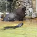 A massive sealion, Another Day at the Zoo, Banham, Norfolk - 2nd May 2011