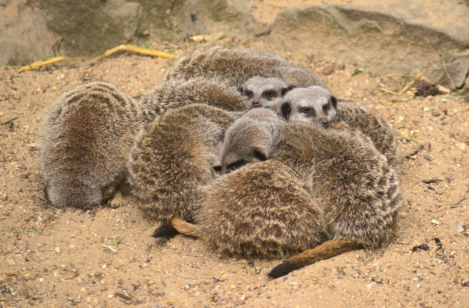 A bundle of Meerkats from Another Day at the Zoo, Banham, Norfolk - 2nd May 2011