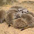 A bundle of Meerkats, Another Day at the Zoo, Banham, Norfolk - 2nd May 2011