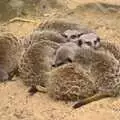 A bundle of Meerkats, Another Day at the Zoo, Banham, Norfolk - 2nd May 2011