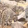 The snow leopards walk about, Another Day at the Zoo, Banham, Norfolk - 2nd May 2011