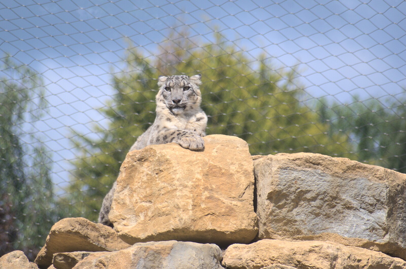A snow leopard sits on the top of a pile of rocks from Another Day at the Zoo, Banham, Norfolk - 2nd May 2011