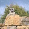 A snow leopard sits on the top of a pile of rocks, Another Day at the Zoo, Banham, Norfolk - 2nd May 2011