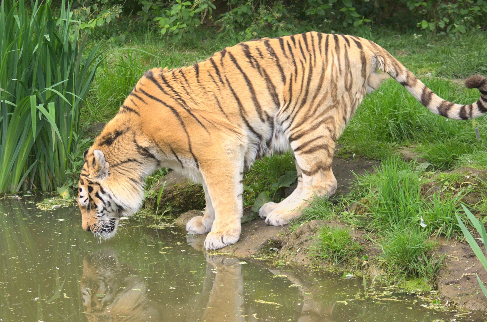 A tiger takes a drink from Another Day at the Zoo, Banham, Norfolk - 2nd May 2011