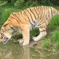 A tiger takes a drink, Another Day at the Zoo, Banham, Norfolk - 2nd May 2011