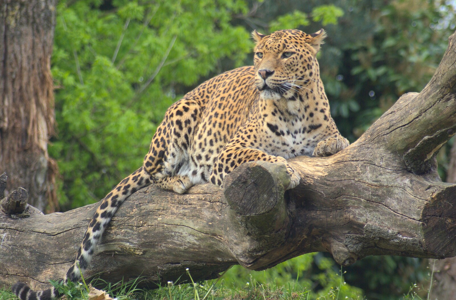 Cheetah in a tree from Another Day at the Zoo, Banham, Norfolk - 2nd May 2011