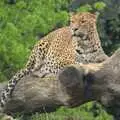 Cheetah in a tree, Another Day at the Zoo, Banham, Norfolk - 2nd May 2011