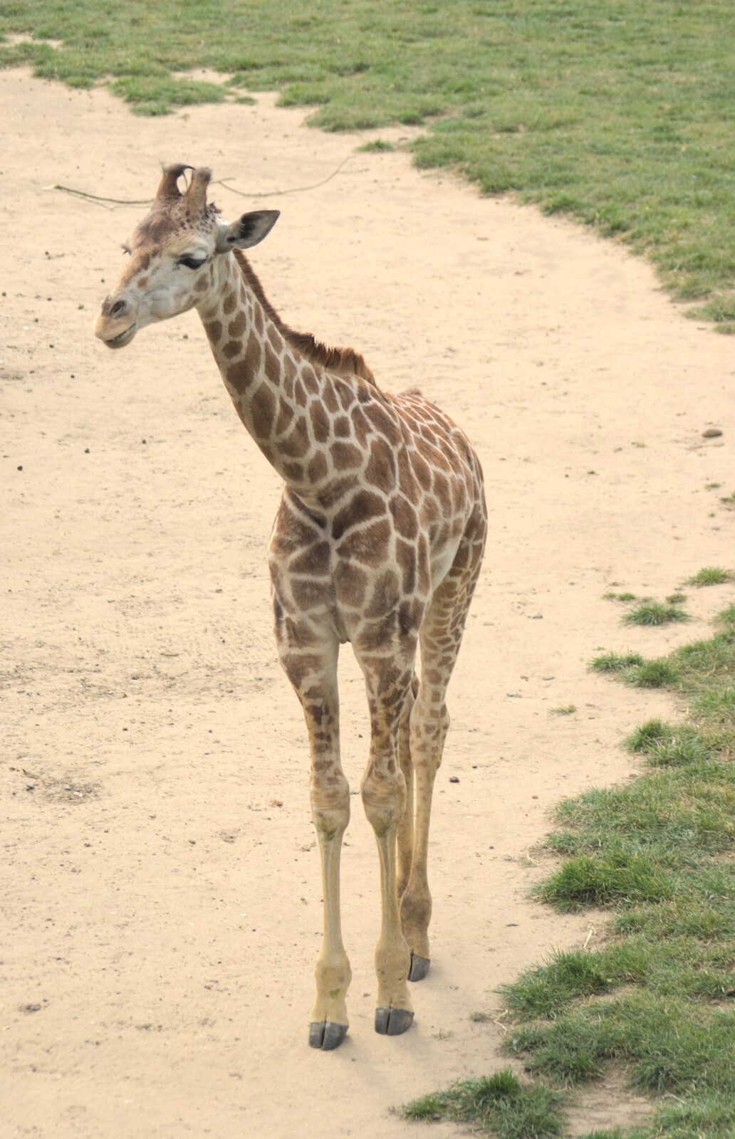 A baby giraffe from Another Day at the Zoo, Banham, Norfolk - 2nd May 2011