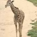 A baby giraffe, Another Day at the Zoo, Banham, Norfolk - 2nd May 2011