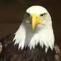 Sam the Bald Eagle, Another Day at the Zoo, Banham, Norfolk - 2nd May 2011