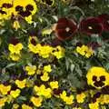 A nice basket of pansies, The BSCC Weekend at Rutland Water, Empingham, Rutland - 14th May 2011