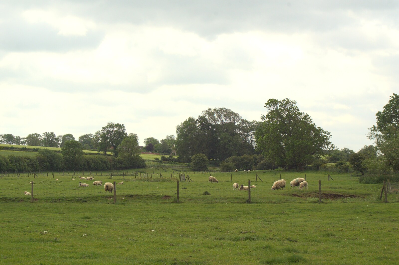 A field of sheep from A Christening, Wilford, Northamptonshire - 22nd May 2011