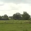 A field of sheep, A Christening, Wilford, Northamptonshire - 22nd May 2011