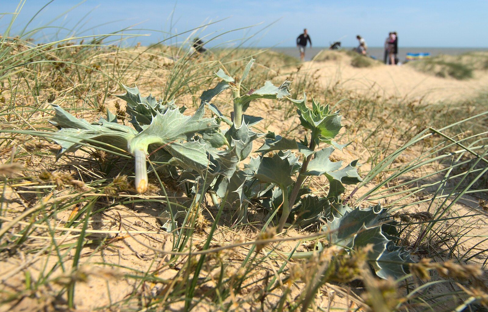 Spiky sea kale from Carlton Park Camping, Saxmundham, Suffolk - 4th June 2011