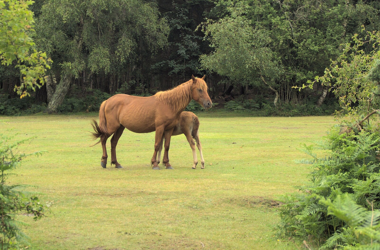 A pony and foal from A Camper Van Odyssey: Oxford, Salisbury, New Forest and Barton-on-Sea - 19th June 2011