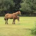 A pony and foal, A Camper Van Odyssey: Oxford, Salisbury, New Forest and Barton-on-Sea - 19th June 2011