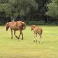 New Forest ponies, A Camper Van Odyssey: Oxford, Salisbury, New Forest and Barton-on-Sea - 19th June 2011