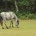 A grey pony, A Camper Van Odyssey: Oxford, Salisbury, New Forest and Barton-on-Sea - 19th June 2011