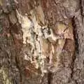 Curious damage on a tree, A Camper Van Odyssey: Oxford, Salisbury, New Forest and Barton-on-Sea - 19th June 2011