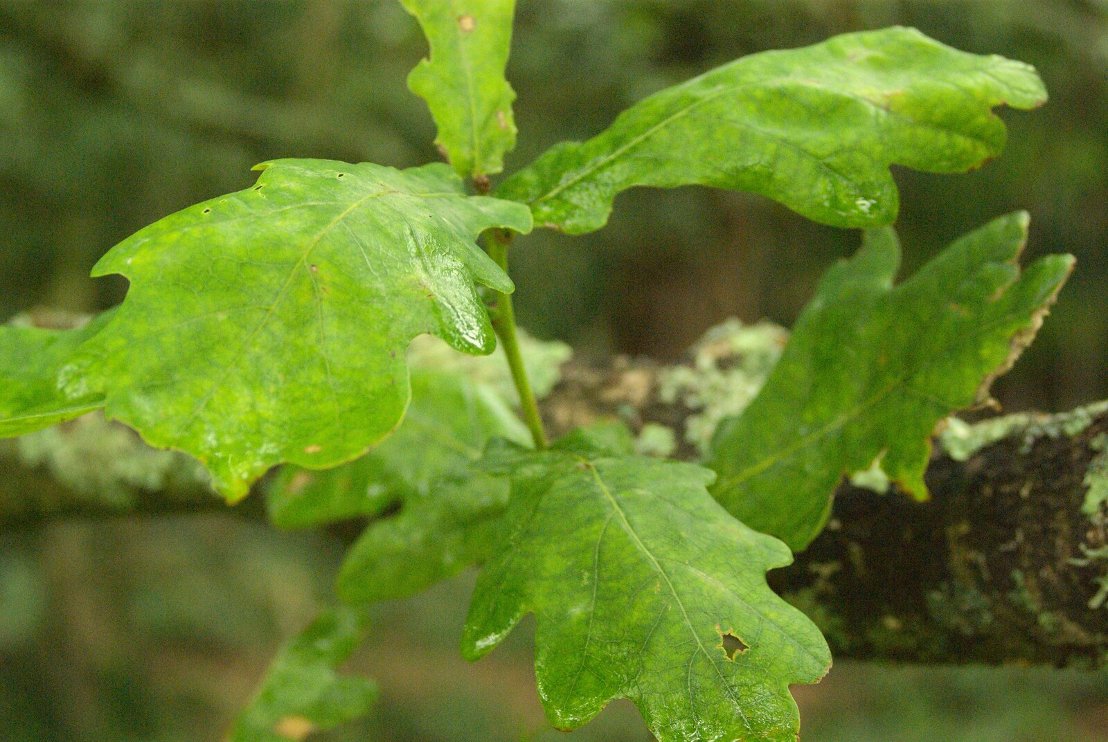 Wet oak leaves from A Camper Van Odyssey: Oxford, Salisbury, New Forest and Barton-on-Sea - 19th June 2011