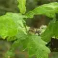 Wet oak leaves, A Camper Van Odyssey: Oxford, Salisbury, New Forest and Barton-on-Sea - 19th June 2011