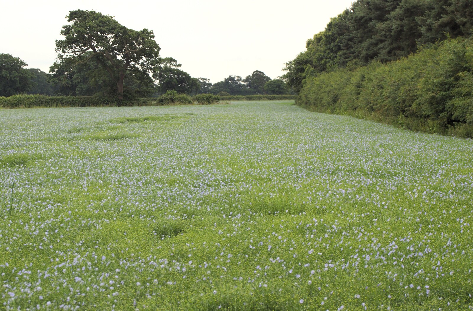 A field of delicate linseed from A Camper Van Odyssey: Oxford, Salisbury, New Forest and Barton-on-Sea - 19th June 2011