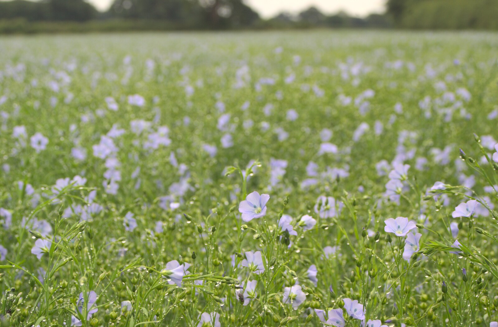 Linseed flowers near Bransgore from A Camper Van Odyssey: Oxford, Salisbury, New Forest and Barton-on-Sea - 19th June 2011