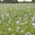 Linseed flowers near Bransgore, A Camper Van Odyssey: Oxford, Salisbury, New Forest and Barton-on-Sea - 19th June 2011