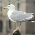 A seagull perches on a railing, A Camper Van Odyssey: Charmouth, Plymouth, Dartmoor and Bath - 20th June 2011