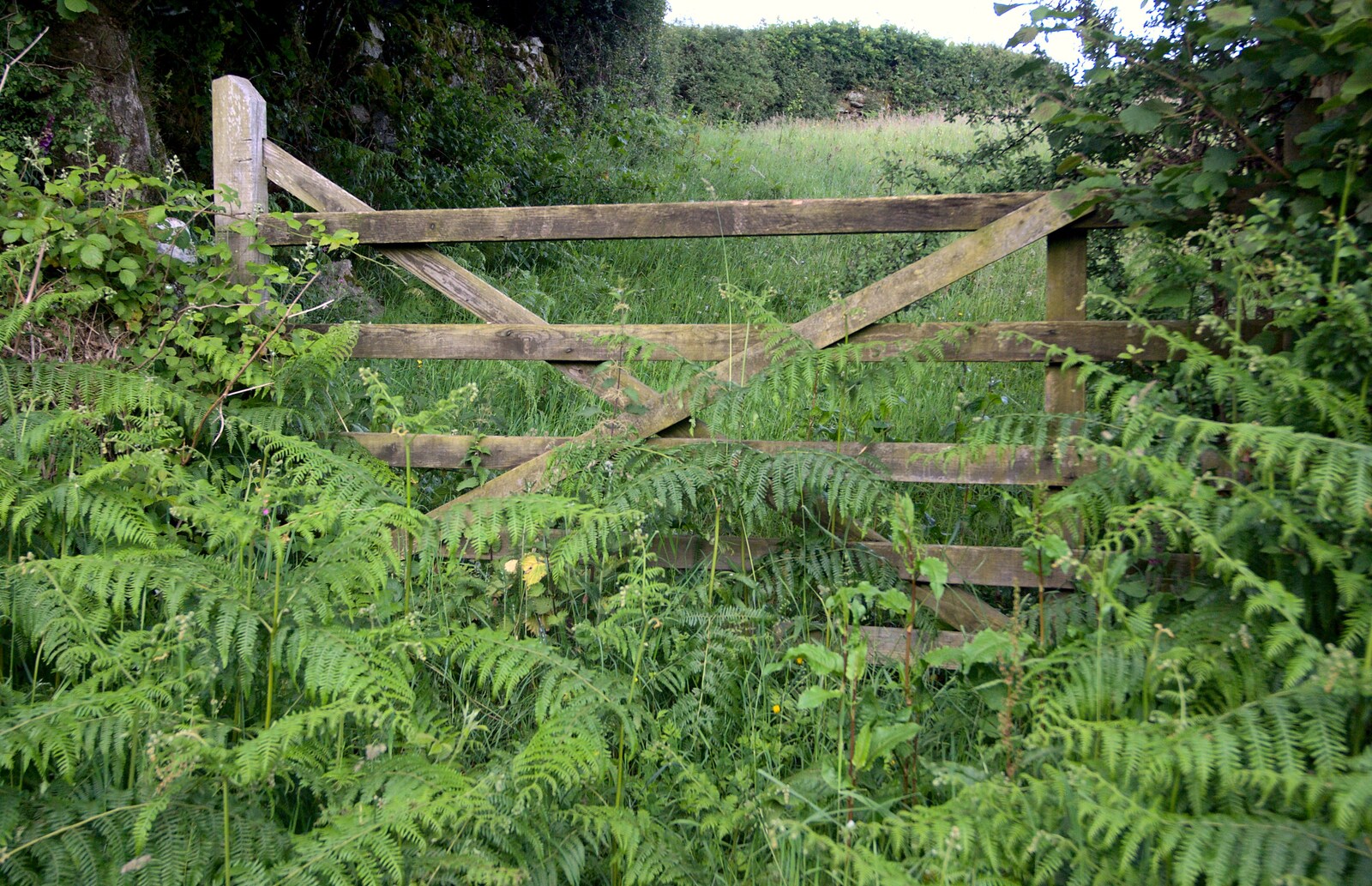 An overgrown gate from A Camper Van Odyssey: Charmouth, Plymouth, Dartmoor and Bath - 20th June 2011