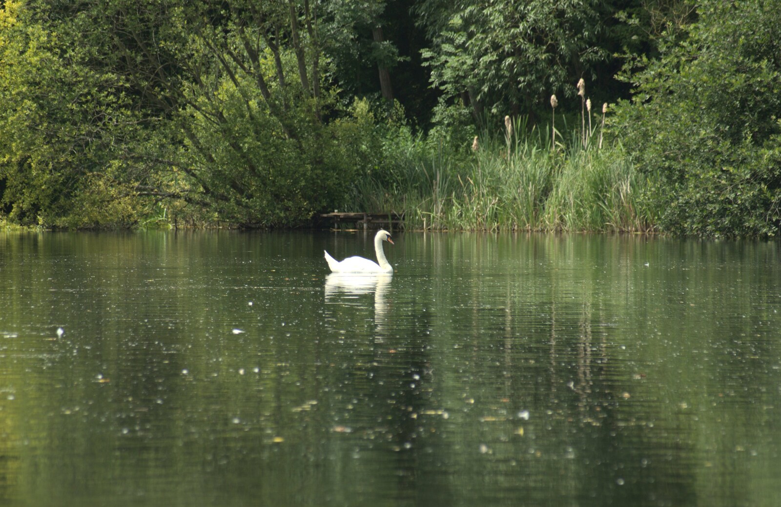 A swan pootles around on Wylie's Lake, Newbury from A Camper Van Odyssey: Charmouth, Plymouth, Dartmoor and Bath - 20th June 2011