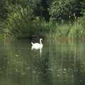 A swan pootles around on Wylie's Lake, Newbury, A Camper Van Odyssey: Charmouth, Plymouth, Dartmoor and Bath - 20th June 2011