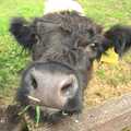 Back outside Fred's nursery: the Hairy Cow returns, Thrandeston Pig, Little Green, Thrandeston, Suffolk - 26th June 2011