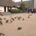 Ducks waddle around by the Mere, On the Rails, and a Kebab, Stratford and Diss, Norfolk - 31st July 2011