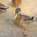 A duck squares up to Nosher and Fred at the Mere, On the Rails, and a Kebab, Stratford and Diss, Norfolk - 31st July 2011