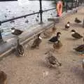 More ducks, On the Rails, and a Kebab, Stratford and Diss, Norfolk - 31st July 2011