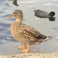 A duck by the Mere, BSCC at Roydon, TouchType's Hack Day, and a Summer Fair, Cambridge and Diss - 1st September 2011