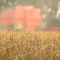 A field of wheat, Farmers' Market and Harvest Day, Diss and Brome, Norfolk and Suffolk - 10th September 2011