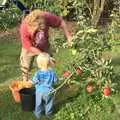 Wavy and Oak pick apples, An Apple-Picking Heatwave, and Other Stories, London and Brome, Suffolk - 2nd October 2011