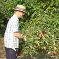 Mikey P picks some apples, An Apple-Picking Heatwave, and Other Stories, London and Brome, Suffolk - 2nd October 2011