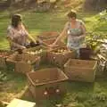 Clare and Gemma pick pack apples, An Apple-Picking Heatwave, and Other Stories, London and Brome, Suffolk - 2nd October 2011